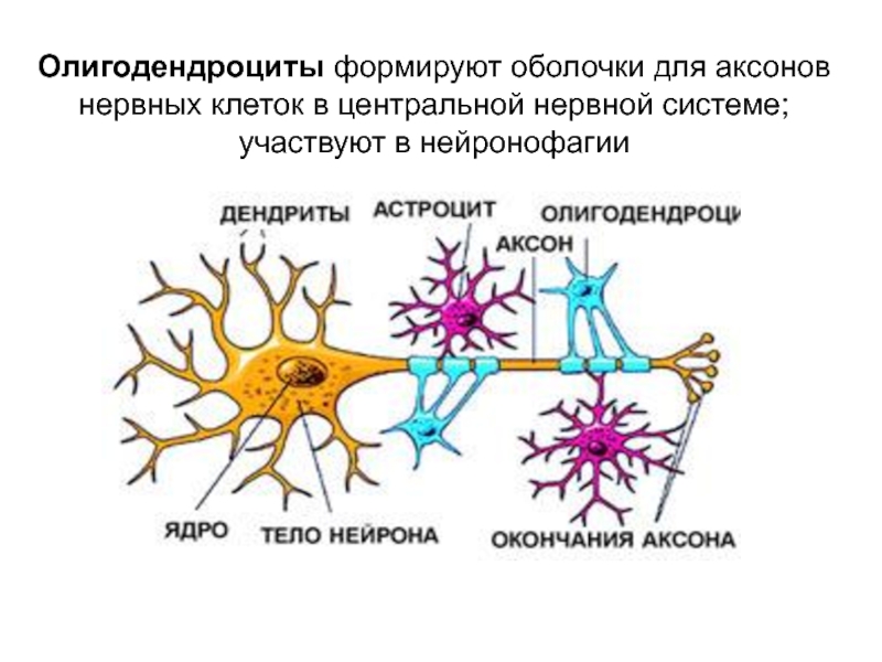 Нервная система гистология презентация