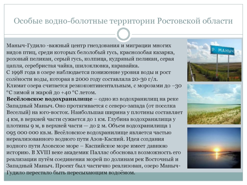 Особые водно-болотные территории Ростовской областиМаныч-Гудило -важный центр гнездования и миграции многих видов птиц, среди которых белолобый гусь,