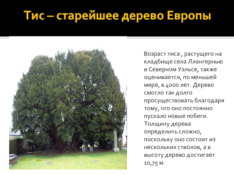 Тис – старейшее дерево Европы   Возраст тиса , растущего на кладбище села Ллангернью в Северном