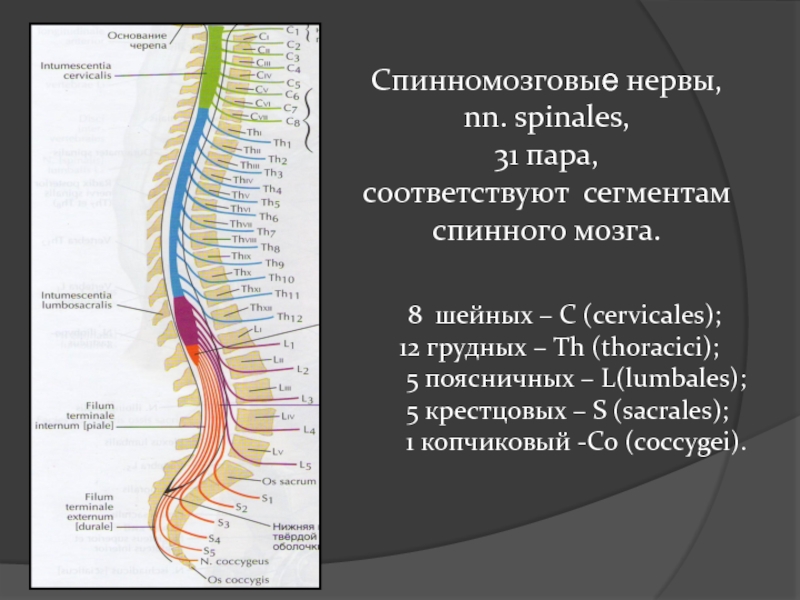 От спинного мозга отходит 31 пара. Крестцового сегмента спинного мозга (s 3). 8 Спинномозговой нерв. 31 Пара спинномозговых нервов иннервация. Сегменты спинного мозга l3-l5.