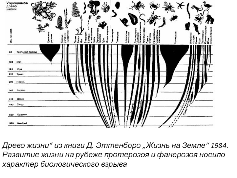 Схема эволюции жизни. Древо жизни Эволюция. Древо развития жизни на земле. Древо эволюции жизни на земле. Схема эволюции животных и растений.