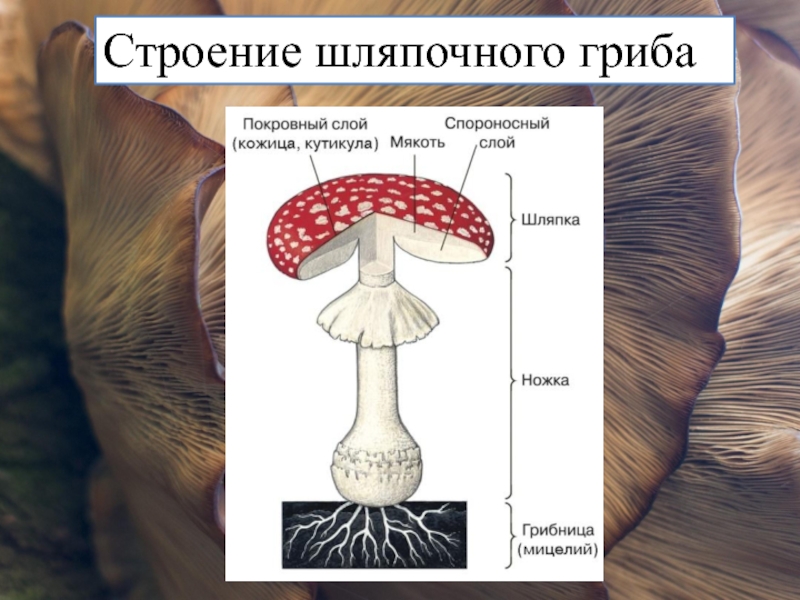 Строение шляпочного гриба 7