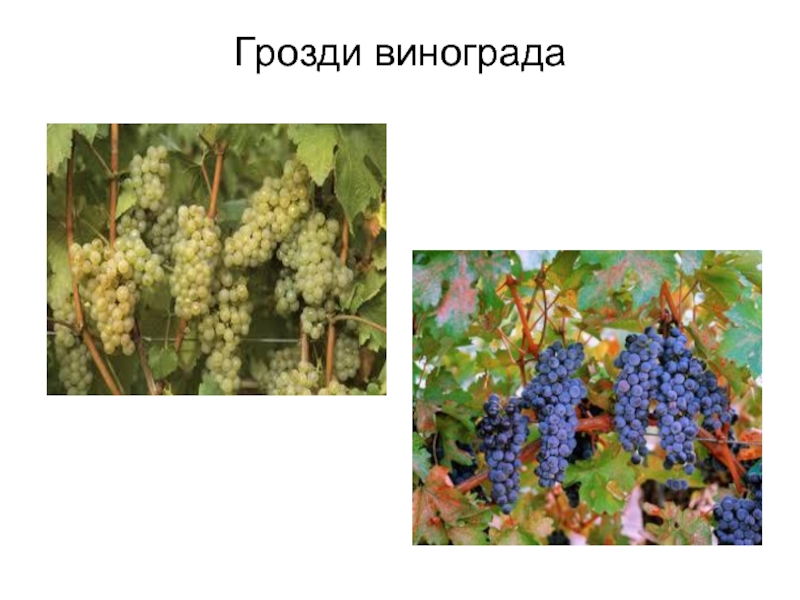 Грозди винограда
