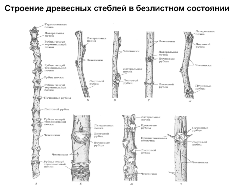 Деревянистый стебель. Морфологическое строение побега. Строение (побеговая система) покрытосеменных. Морфология побега строение. Морфология побега строение побега тополя.