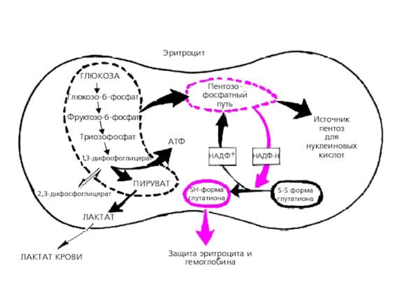 Схема метаболизма эритроцитов