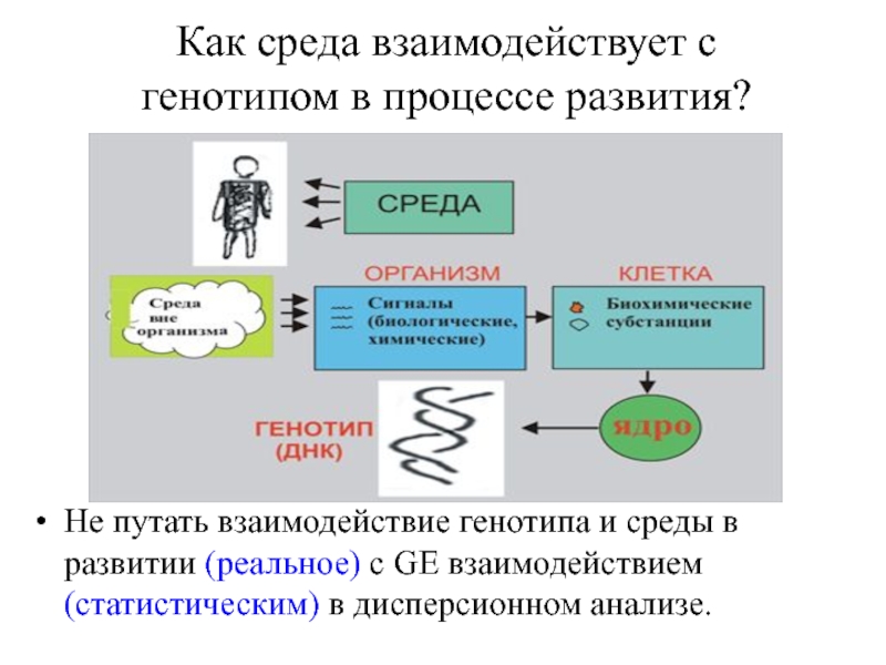 Взаимодействие генотипа и среды при формировании признака презентация