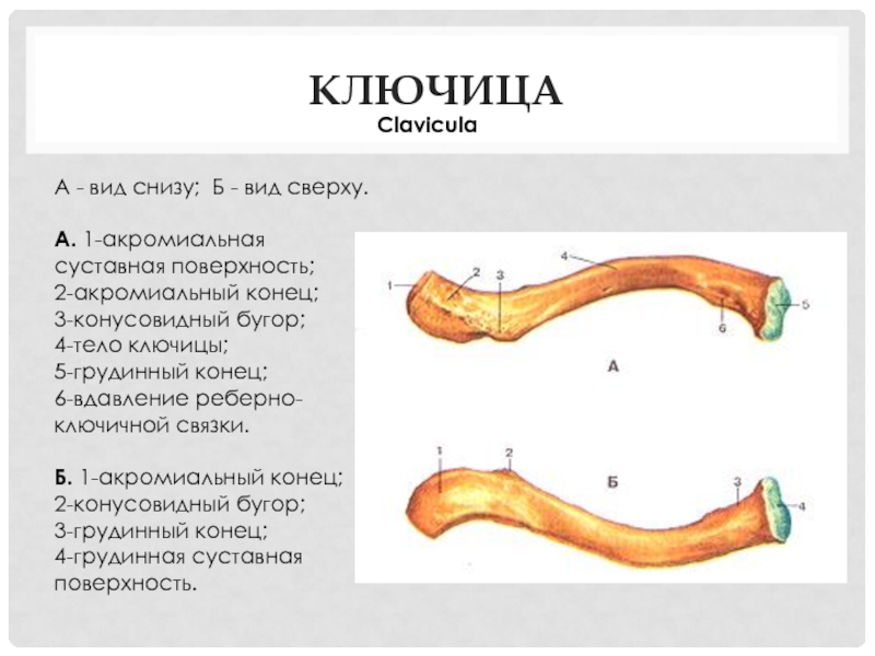Ключица анатомия рисунок с подписями - 88 фото