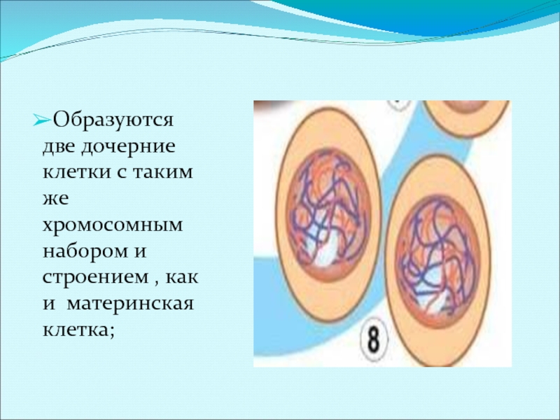 Дочерних клетках любого организма при митозе образуется. Материнская клетка. Материнская и дочерняя клетки. Материнская клетка дочерняя клетка. Материнская клетка и две дочерние.