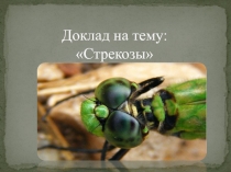 Доклад на тему: Стрекозы