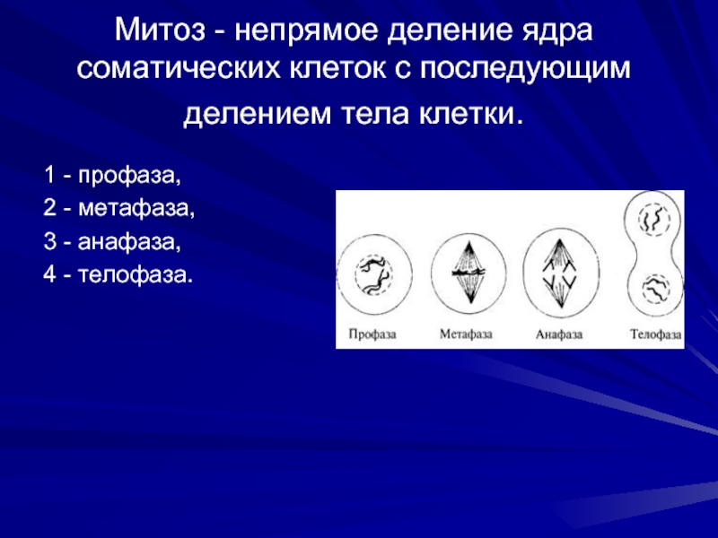 Митоз Непрямое деление. Профаза митоза. Митоз деление соматических клеток. Митоз схема.