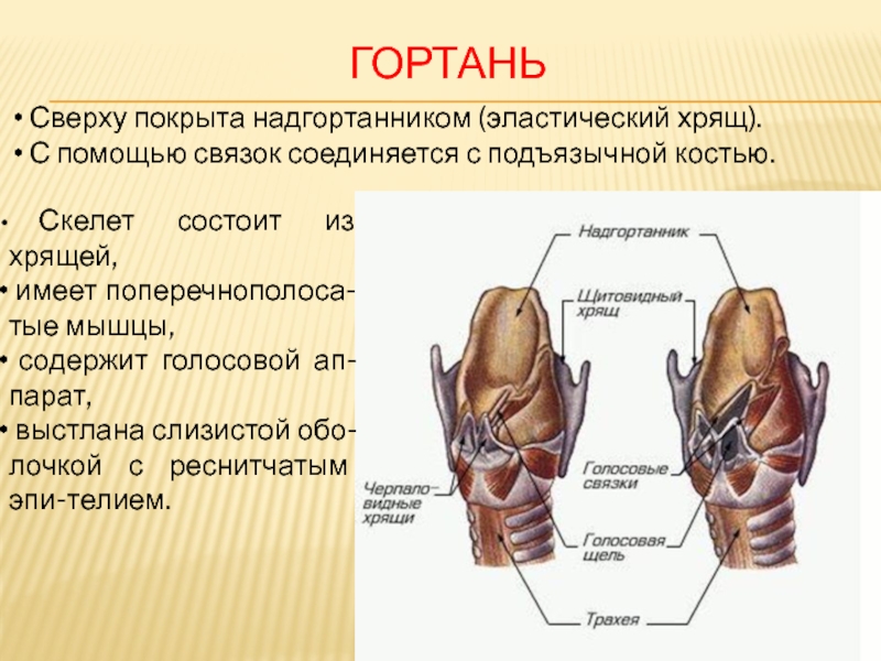 Надгортанник хрящ. Гортань соединяется связками с. Эластические хрящи гортани.