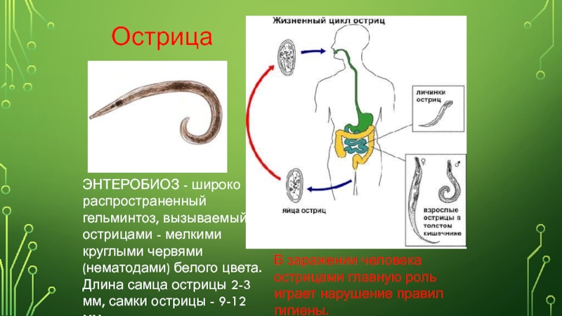 Острицы эффективное лечение. Острица Enterobius vermicularis жизненный цикл. Острица детская цикл. Окончательный хозяин острицы.