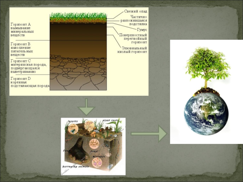 Установите последовательность образования почвы. Образование почв и их разнообразие. Зональность почв. Как образуется почва. Образование почв и их разнообразие 8 класс презентация.