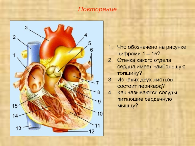 Почему изображение сердца имеет такую форму