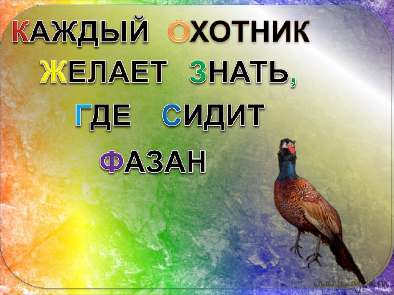 Каждый охотник желает знать где фазан. Охотник фазан Радуга. Каждый фазан желает знать. Охотник где сидит фазан. Стих про радугу фазан.