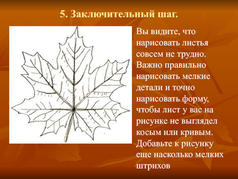 Описание листьев. Форма листа клена. Какая форма листа у клена. Описать по алгоритму лист клена. Форма листа клена название.