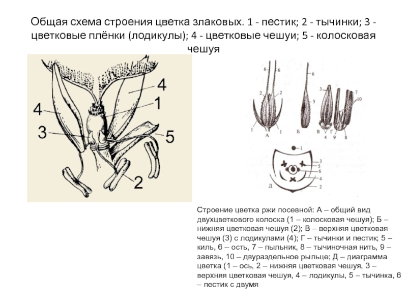 Схема цветка злаковых