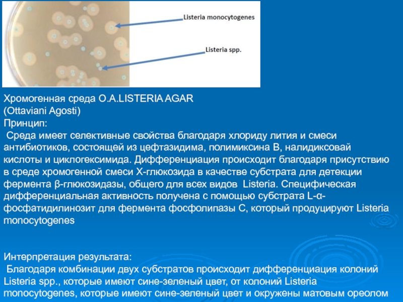 Среды питательныеХромогенная среда O.A.LISTERIA AGAR (Ottaviani Agosti)Принцип: Среда имеет селективные свойства благодаря хлориду лития и смеси