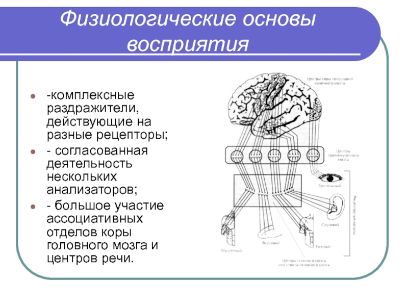 Психофизиология восприятия презентация