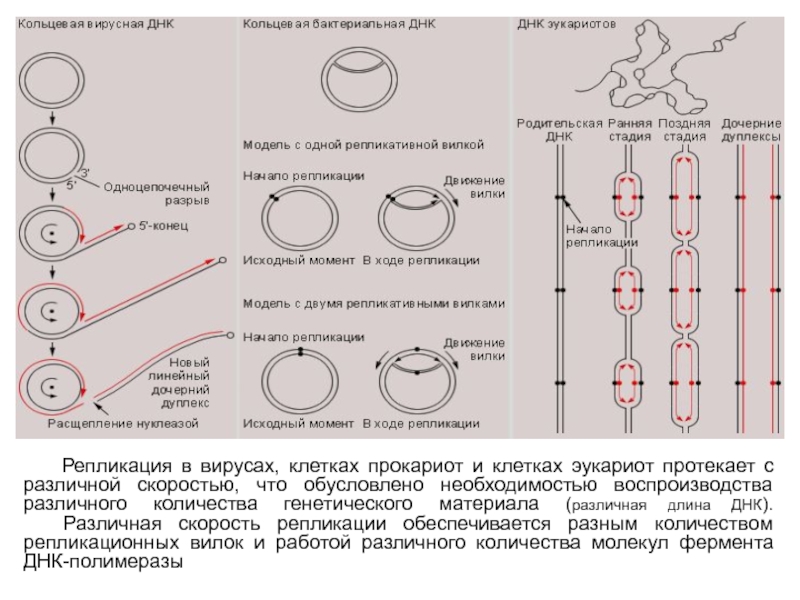 Репликация у эукариот происходит