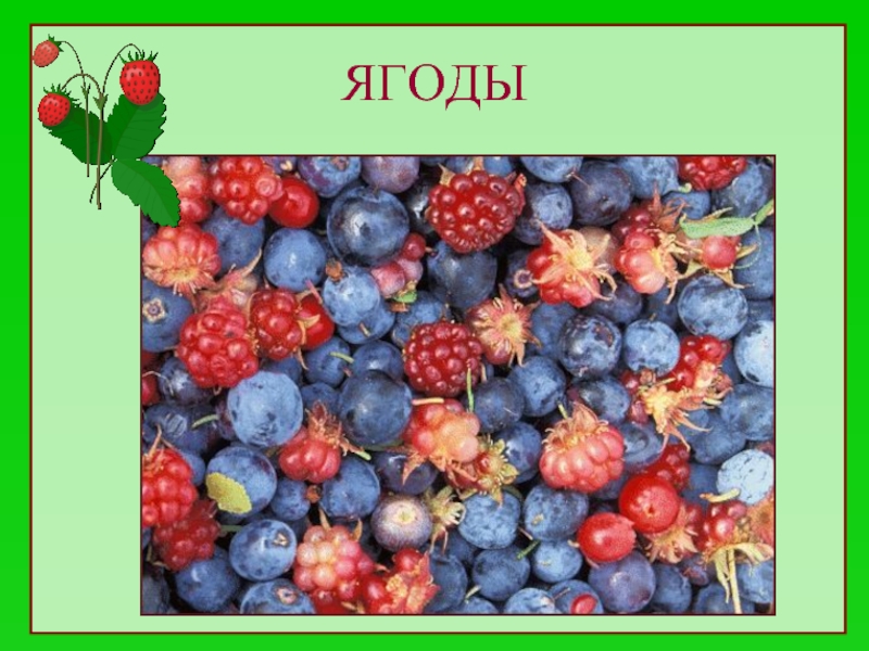 Ягоды род. Ягодный Возраст. Заткнись где ягоды найти. Что растут в земля с именами.