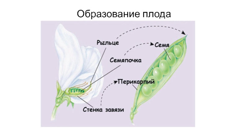 В образовании плода участвует. Образование плодов. Образование плода. Генеративные органы плоды и семена. Генеративные цветок плод семя.