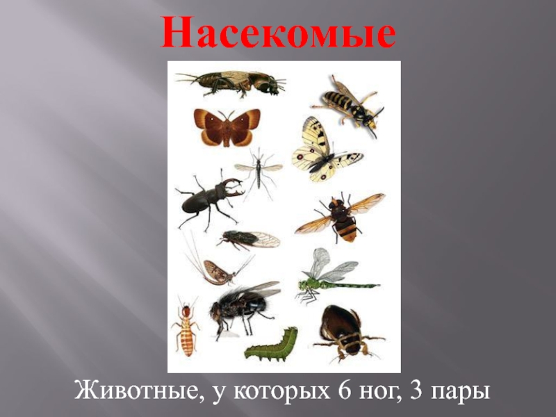 Разнообразие животных насекомые 2 класс. Шесть ног у насекомых. Насекомые с 6 конечностями. Животные у которых шесть ног. Насекомое с 6 лапами.