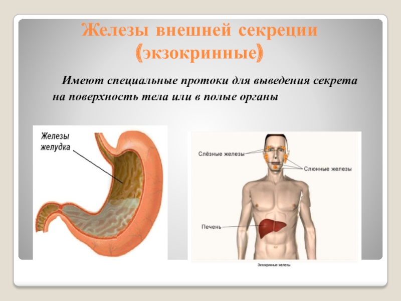 Железы внешней секреции это. Железы внешней секреции экзокринные. Железы желудка внешняя секреция. Железы внешней секреции железы желудка. Железы внешней секреции имеют протоки.