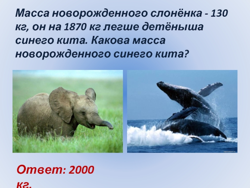 Сколько весит детеныш. Масса новорожденного слоненка. Масса кита. Вес детеныша синего кита. Вес новорожденного кита.