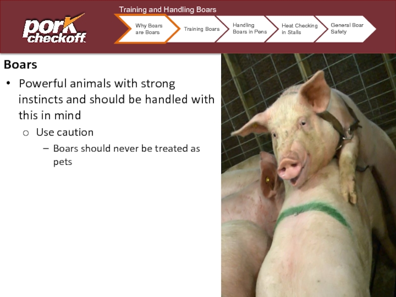 BoarsPowerful animals with strong instincts and should be handled with this in mindUse cautionBoars should never be