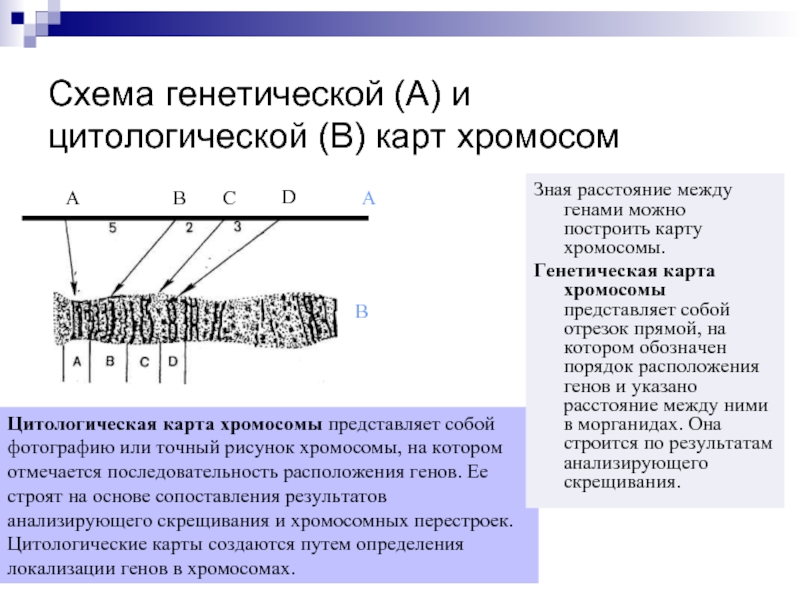 Цитологическая карта хромосомы представляет собой фотографию или точный рисунок хромосомы, на котором отмечается последовательность расположения генов. Ее