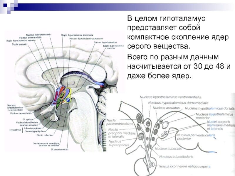 Гипоталамус на схеме мозга