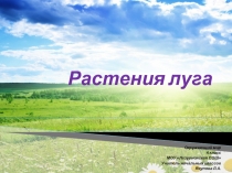 Растения луга (4 класс)