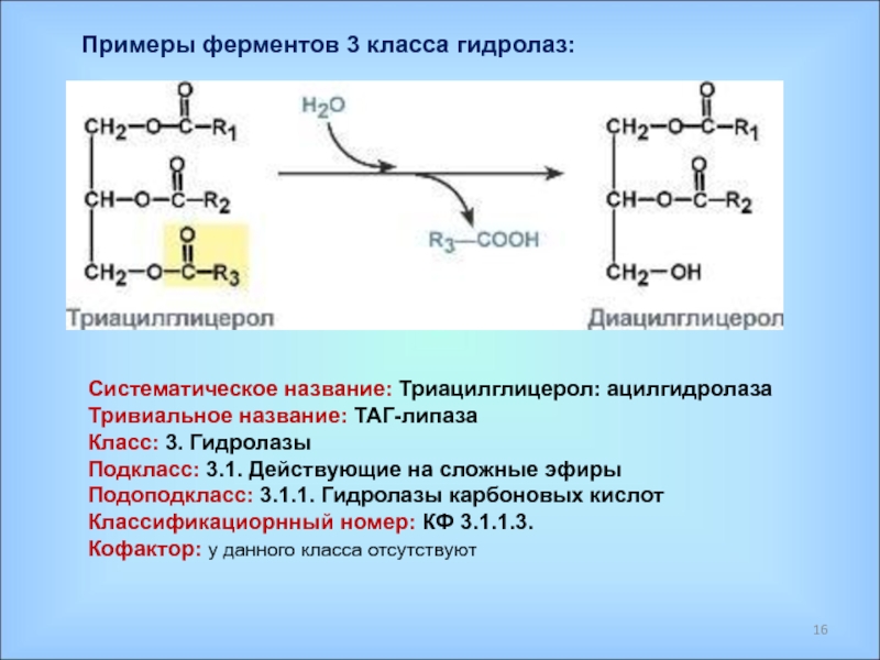 Ферменты примеры реакций. Реакции с гидролазами биохимия. Характеристика ферментов гидролазы. Липаза строение фермента.