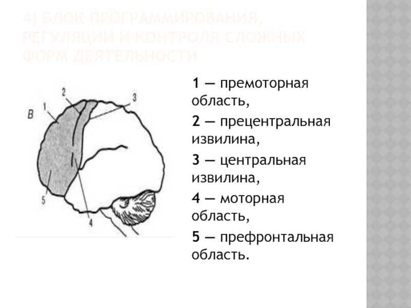 Прецентральная извилина