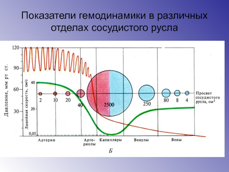 Сосудистые показатели. Гемодинамические показатели сердца физиология. Показатели гемодинамики в различных отделах сосудистого русла. Показатели немодинам ки. Изменение давления в разных отделах сосудистого русла.