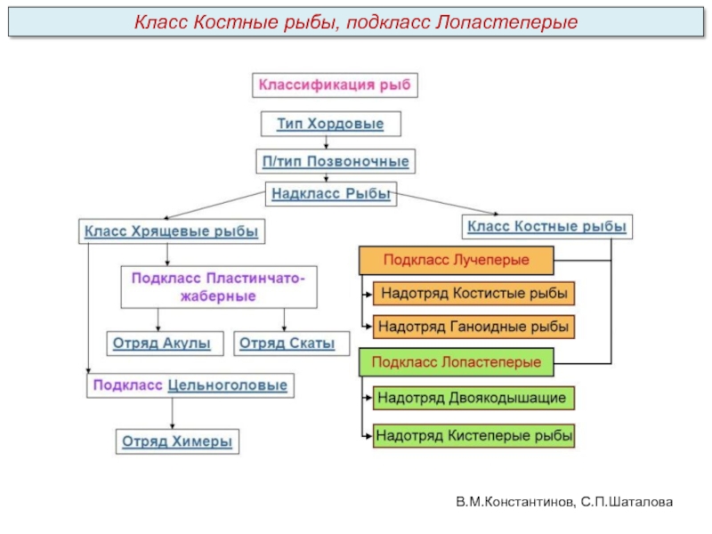 Систематика хордовых схема