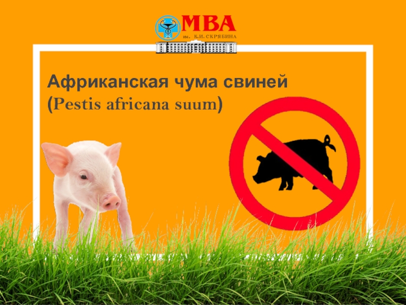 Африканская чума свиней ( Pestis africana suum )