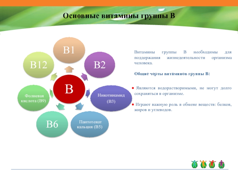 12 основных. Основные витамины. Витамины основных групп. Перечень витаминов группы в. Общая черта витаминов.