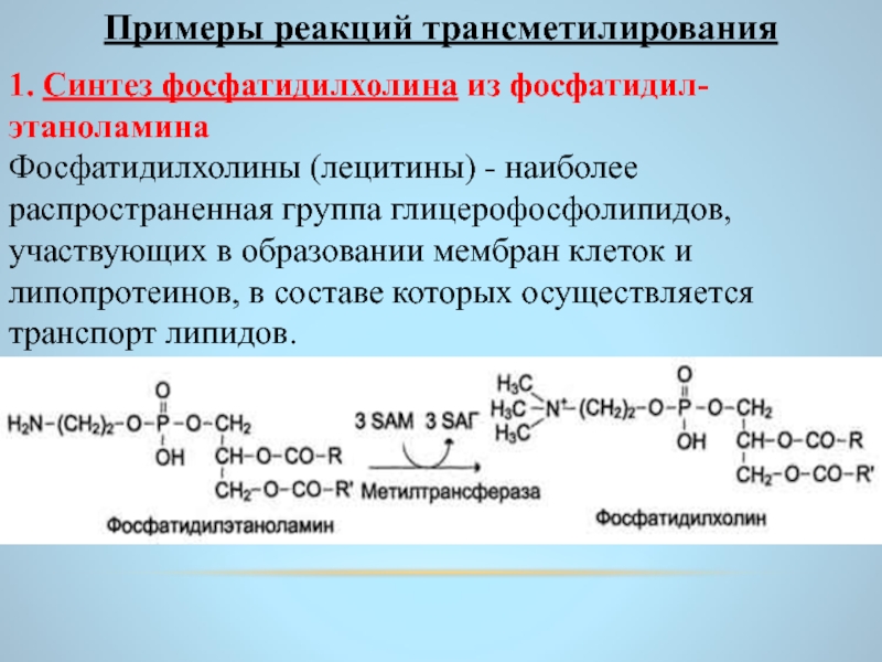 Схема образования фосфатидилхолина