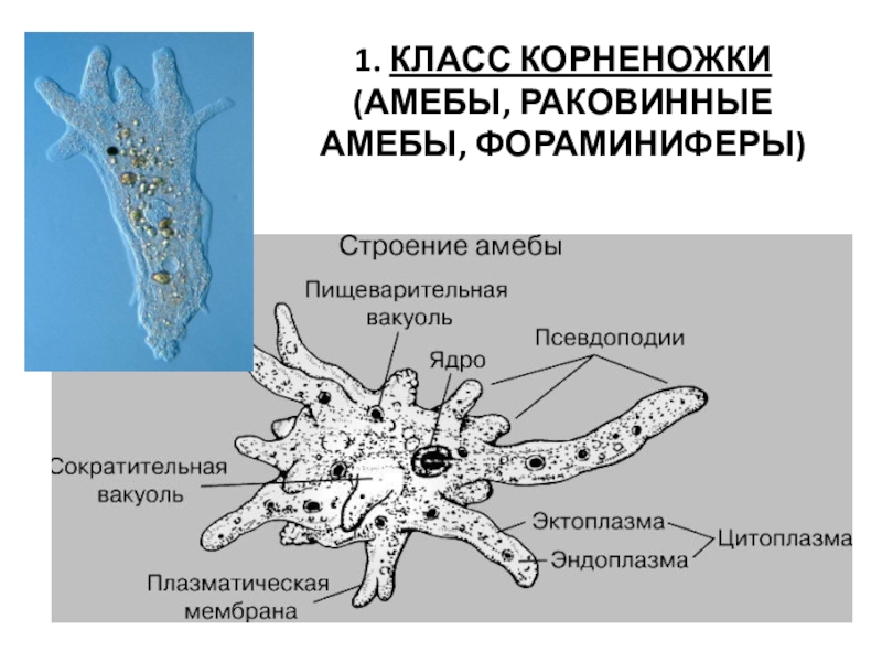 Каких животных объединяют в группу корненожки составьте план об особенностях амебы 5 класс