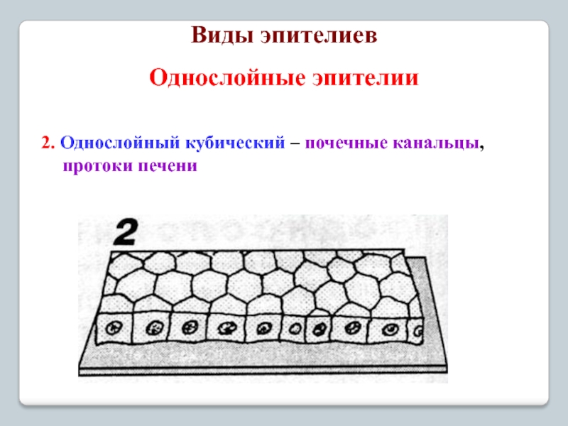 Однослойный кубический эпителий рисунок с обозначениями