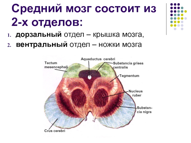 Ножки мозга. Средний мозг отделы. Ножки мозга средний мозг отделы. Дорзальный отдел среднего мозга. Ножки среднего мозга строение.