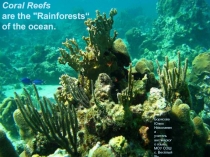 Coral Reefs