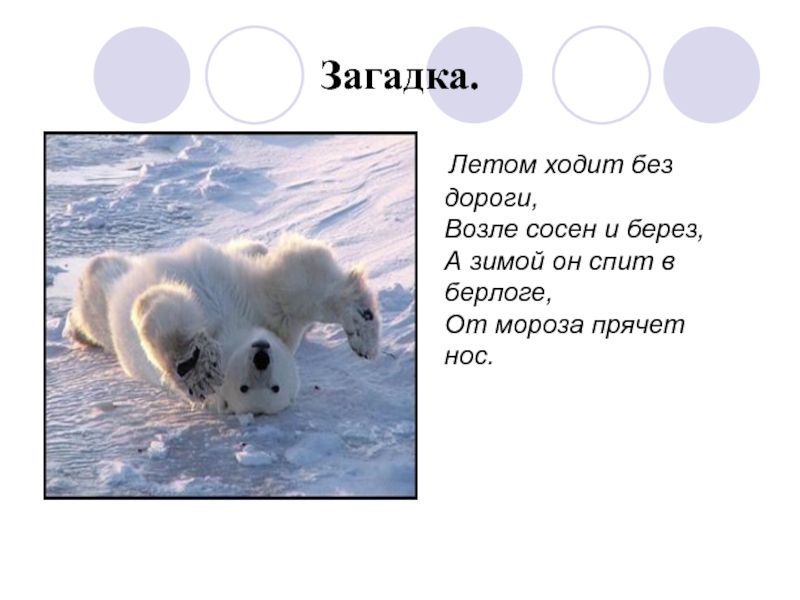 Презентация Белый медведь