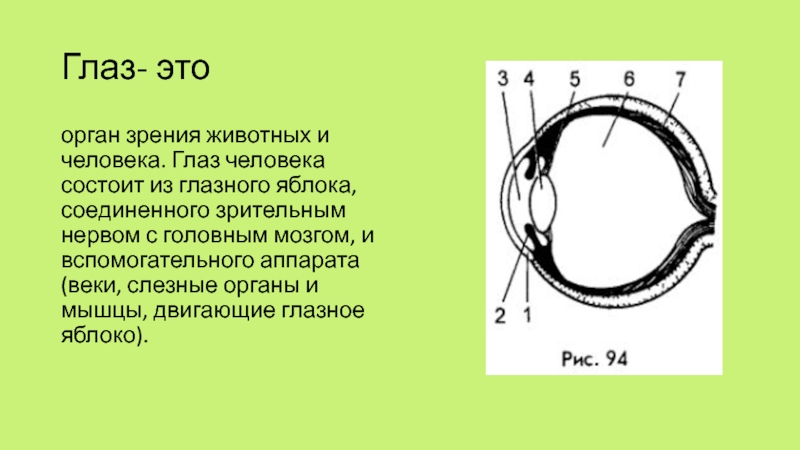 Презентация по физике на тему глаз и зрение 8 класс