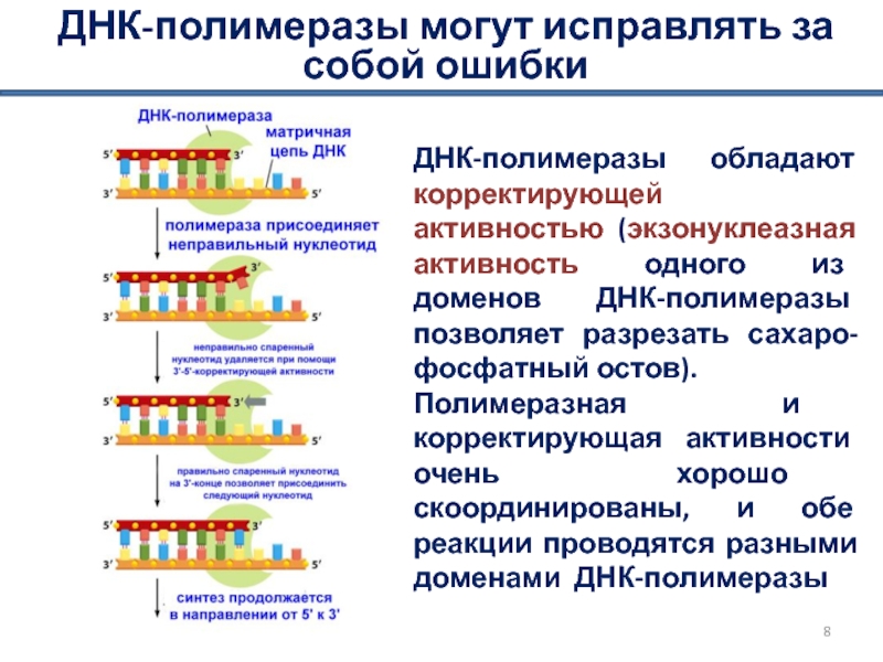 Днк полимеразой. Характеристика ДНК полимераз. Полимеразная активность ДНК полимеразы. Репарация за счет экзонуклеазной активности ДНК-полимераз. ДНК полимеразе для проявления каталитической активности требуются:.