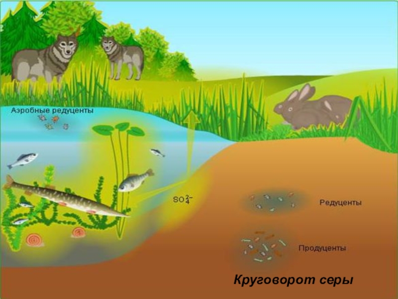 Круговорот веществ в природе сера схема