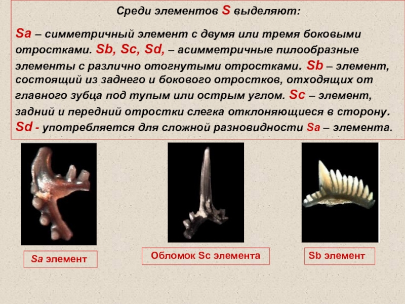 Среди элементов. Как выделить из породы конодонтов.