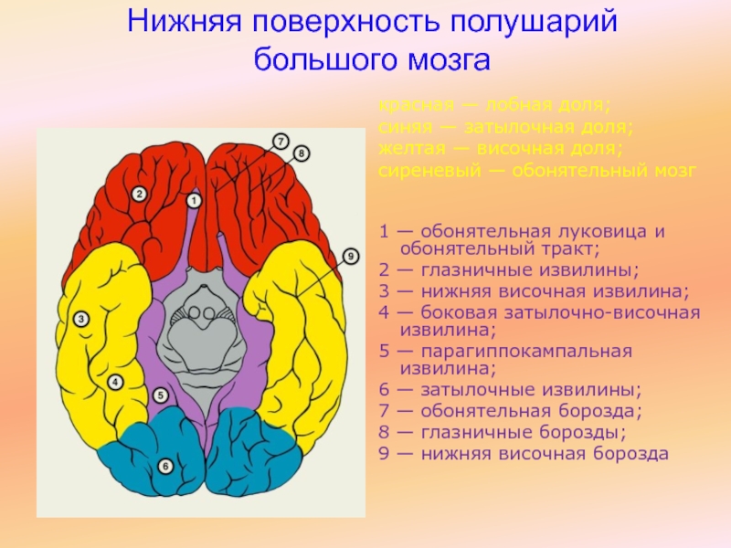 Глазничная извилина. Прямая и глазничная извилины.